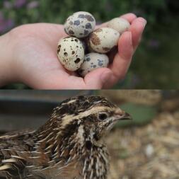 Quail are excellent pets small, funny, friendly lay lots of eggs! And their poops are dry and not wet and sticky like chickens ! 