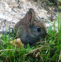 Baby Bunny