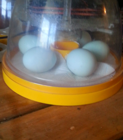 my cream legbar eggs in my brinsea mini eco incubator