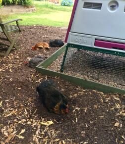 Cooling dust bath in this hot weather 