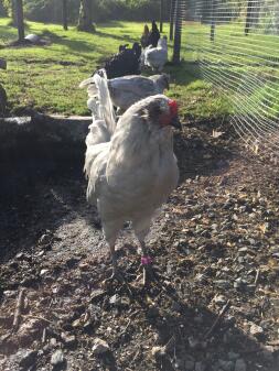 Keith, the lavender araucana cockerel