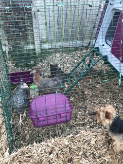 Tia (dog) making friends with Jenny n Penny 