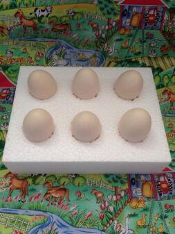 Special boxes for sending fertile eggs