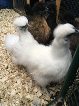 12 week old silkies 