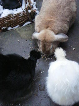 Rabbit and two chickens eating off of ground