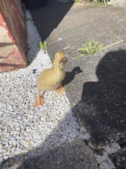 Happy duckling