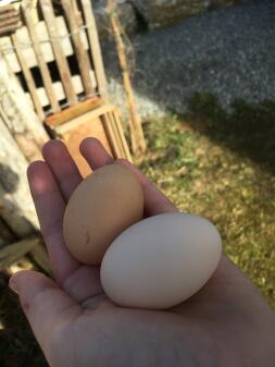 Two large eggs in a woman's hand in a garden