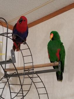 My eclectus duo Luci and Maz