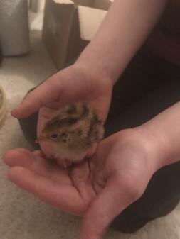 Quail