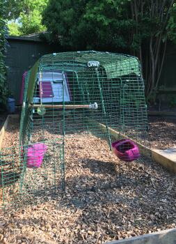 Hardwood chippings in the run - the girls love a good dig!