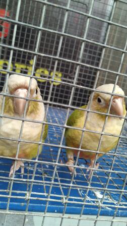 A pair of pineapple conure...