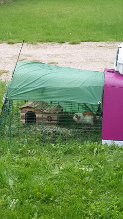 A one meter run for a guinea pig with a purple Go hutch attached