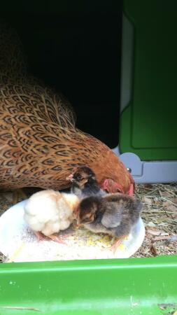 A large hen and three smaller chicks