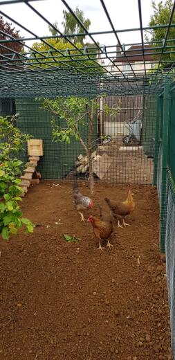 A flock of chickens enjoying their large run.