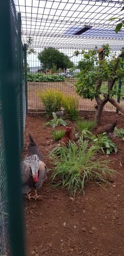 Lovely Flock, 2 brown leghorn, 2 show summers, and 2 crested creme legabars