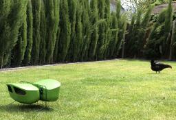 Green feeder