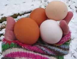 Winter eggs