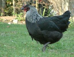 Norfolk Grey pullet