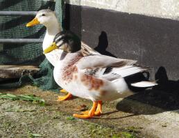 Mini Appleyards (Male and Female)