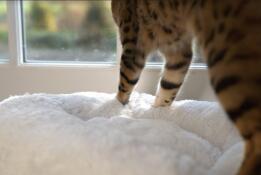 A cat standing on the Omlet Maya cat bed.