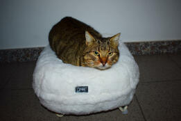 A cat sitting in a loaf position in his white donut-shaped bed