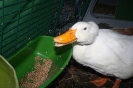 Ducks in Omlet Eglu duck house run eating from feeder