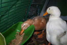 Ducks in Omlet Eglu duck house run eating from feeder