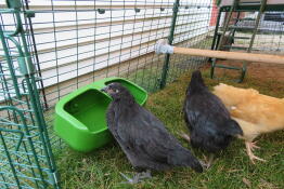 Chicken drinking inside and Omlet chicken coop