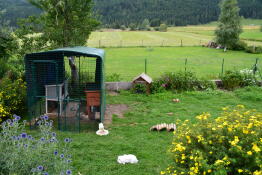 Omlet walk in guinea pig run in garden