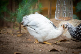 Two chicken pecking a toy underneath.