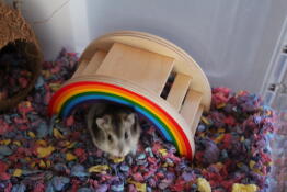 A small brown and white hamster in a Qute hamster cage with a rainbow toy
