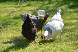 The girls enjoying their new peck toy!