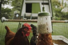 A hanging peck toy with corn inside and chickens eating it with a Cube chicken coop in the background