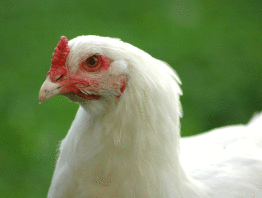 Close up of white chicken