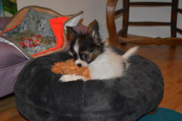 A small dog in a donut shaped cat bed