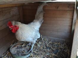 A large Lavender Araucana Cockerel. Beautiful Bird!