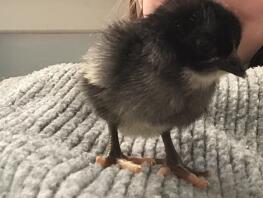 Pingu the chick
