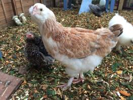 Matilda, our 5 month old faverolle pullet