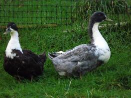 Blue and Black Swedish Ducks