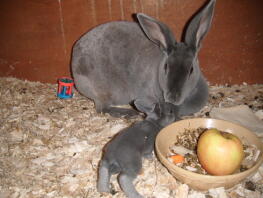 Mum rabbit with its baby in hutch