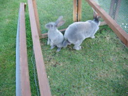 Two rabbits outside in their run