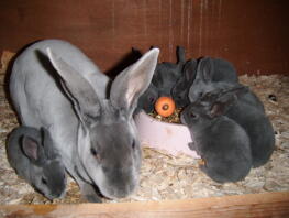 Mum rabbit with its babies in hutch