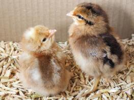 welbar chicks