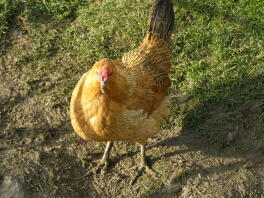 Chicken in garden