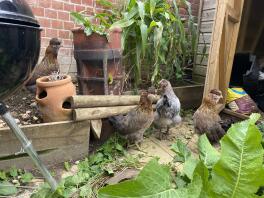 3  Black-Gold Araucana pullets with a young Maran 