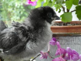 dark blue araucana chick