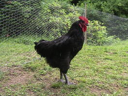 13 week old Australorp Cockeriel