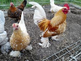 Mottled buff booted bantams