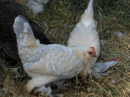 Porcelain bearded pullet