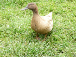 one of my ducks 